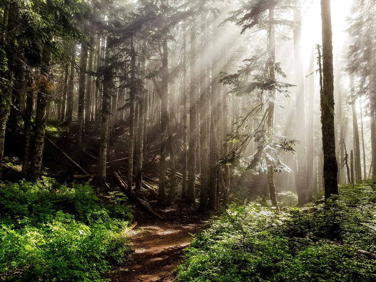 Crime and Addiction Links In Oregon